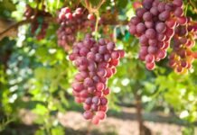 Cazın en lezzetli hali Metro Türkiye ile Bozcaada’da Cazın en lezzetli hali Metro Türkiye ile Bozcaada’da