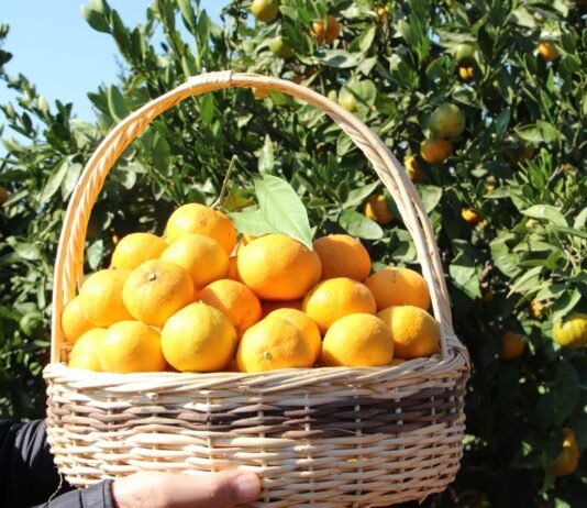 Türkiye, Mandalina İhracatında 650 Milyon Dolar Hedefliyor Türkiye, mandalina ihracatında 650 milyon dolar hedefliyor