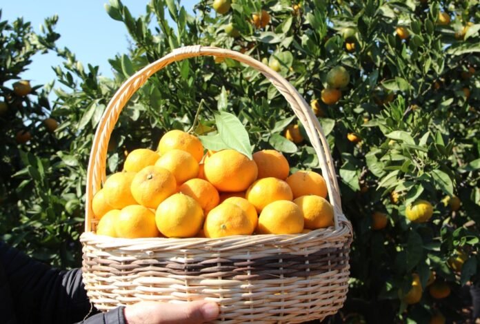 Türkiye, mandalina ihracatında 650 milyon dolar hedefliyor